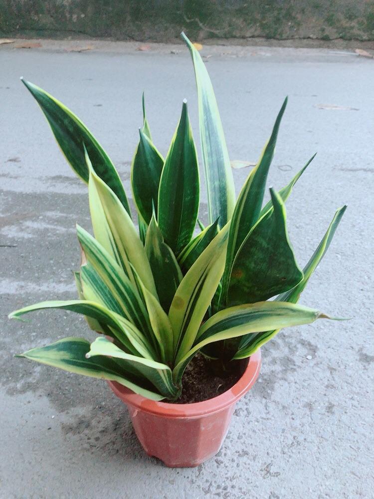 Lưỡi Hổ Hoàng Kim