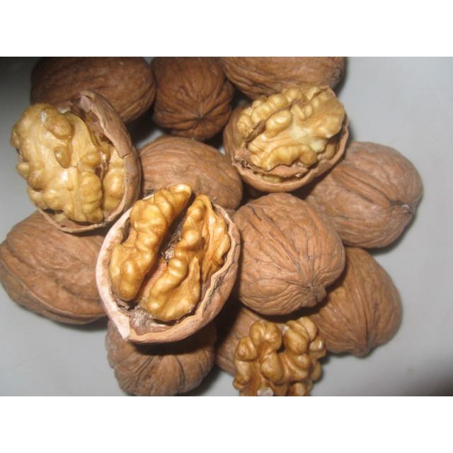 CÂY GIỐNG QUẢ ÓC CHÓ SIÊU QUẢ, SIÊU NĂNG SUẤT,SIÊU KINH TẾ- CAM KÊT GIỐNG CHUẨN F1