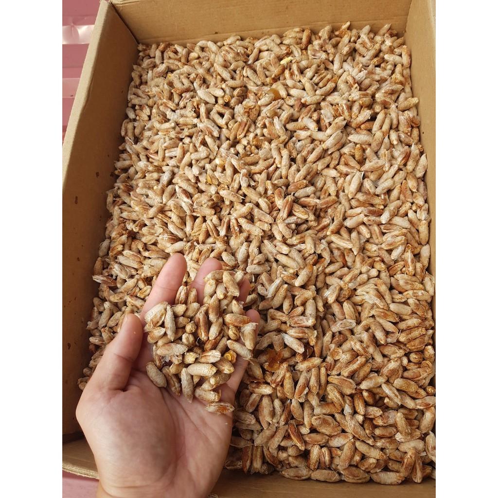 Hạt giống cây chà là Israel - 10 hạt/gói