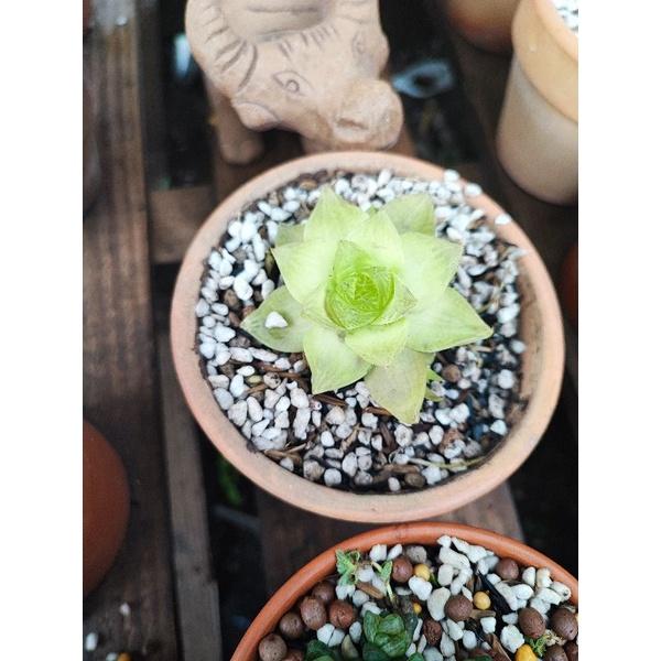 Chậu trồng sen đá như hình