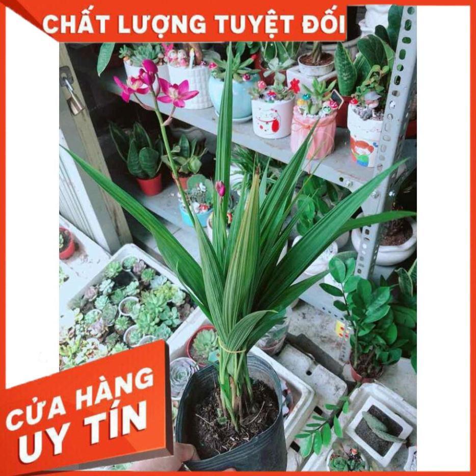 Chậu Lan Đất Nhiều Người Mua