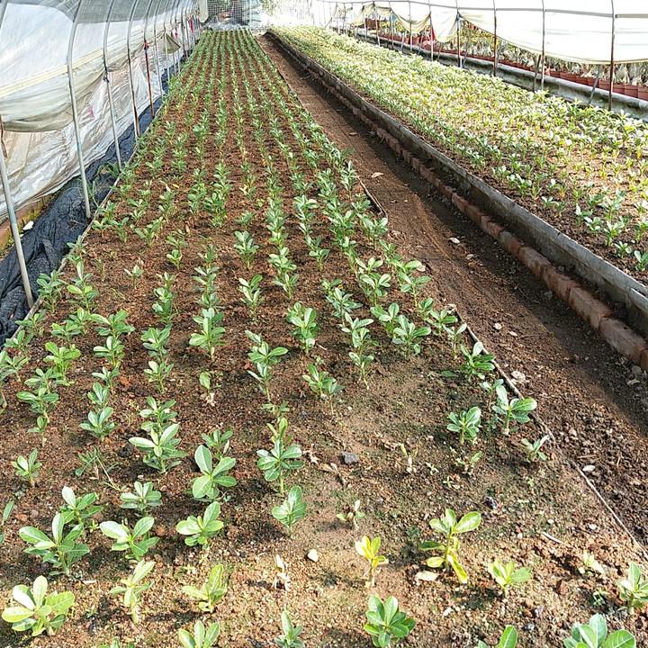 Bộ 2 gói Hạt giống hoa sứ Thái kép - Lên mầm 100%