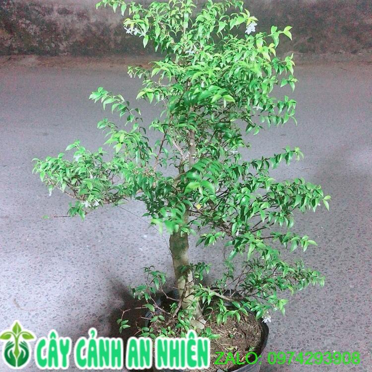 Mai Chiếu Thuỷ Bonsai