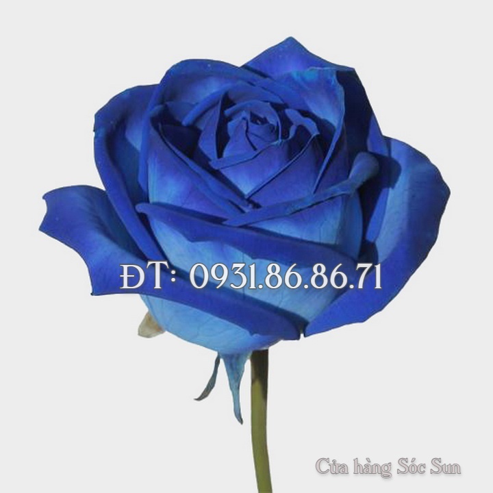 Hạt giống hoa hồng xanh – Bịch 10 hạt – Mã số 1501