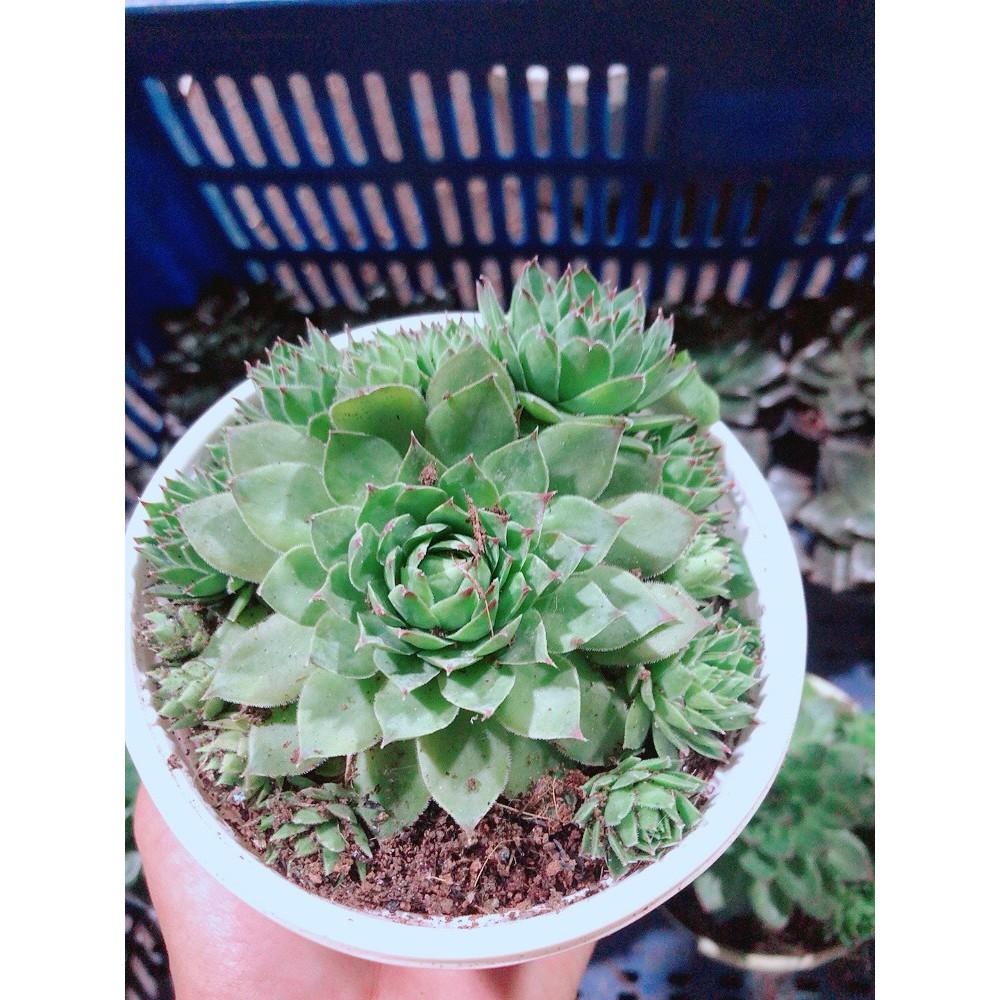 Sen Đá Phật Bà Kèm Chậu Sứ