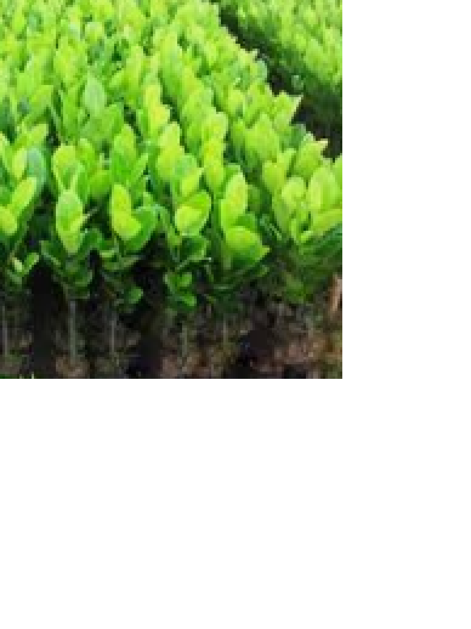 CÂY GIỐNG MÍT TA SIÊU QUẢ, SIÊU NGON, NGỌT, THƠM