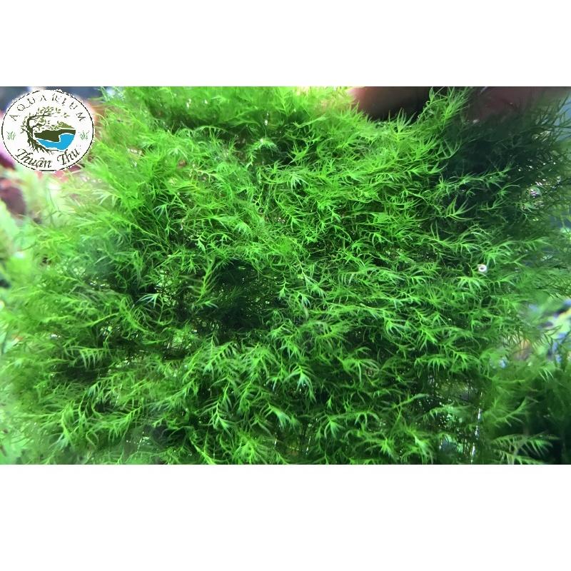 Rêu Us Fiss - Phoenix Moss _ Rêu thủy sinh trang trí