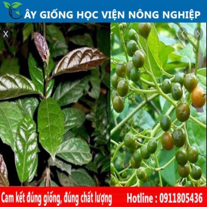 Sản phẩm Cây Ăn Trái cây xạ đen cây giống chuẩn