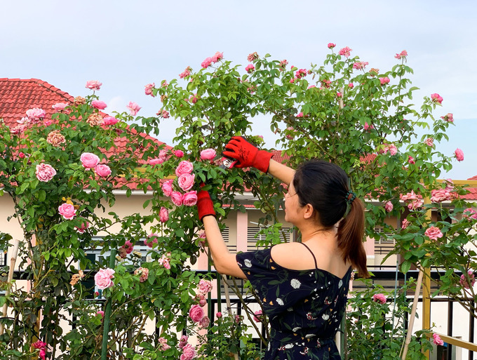 Combo 4 chai - Dịch trứng, chuối, đậu nành, humic, sữa tươi - Phân bón cao cấp cho hoa hồng, hoa lan, hoa kiểng
