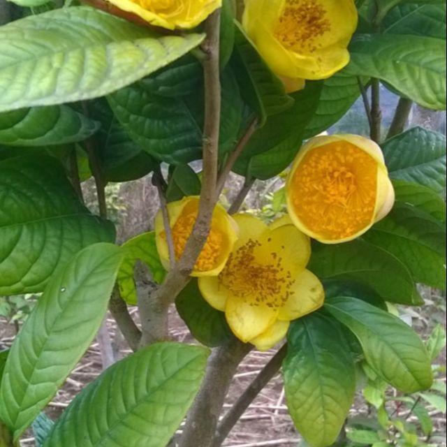 Sản phẩm Cây chè hoa vàng giống
