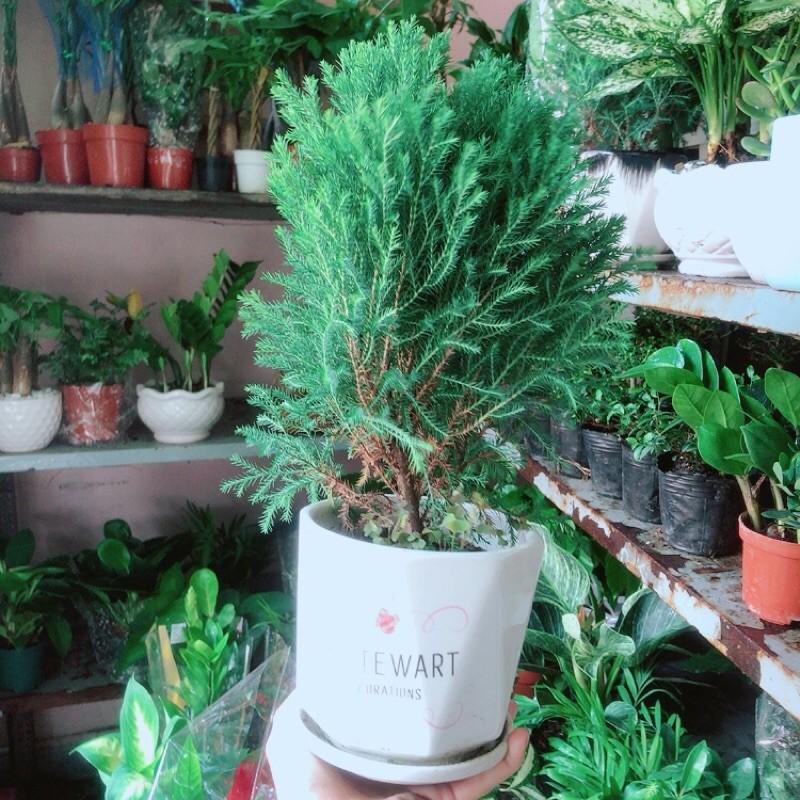 Cây Tùng Bồng Lai Kèm Chậu Sứ