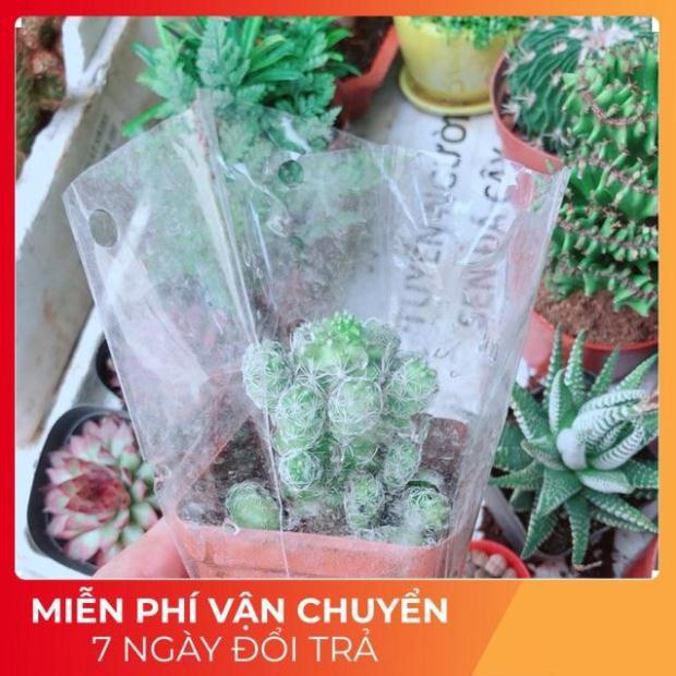 Xương Rồng Trứng Chim