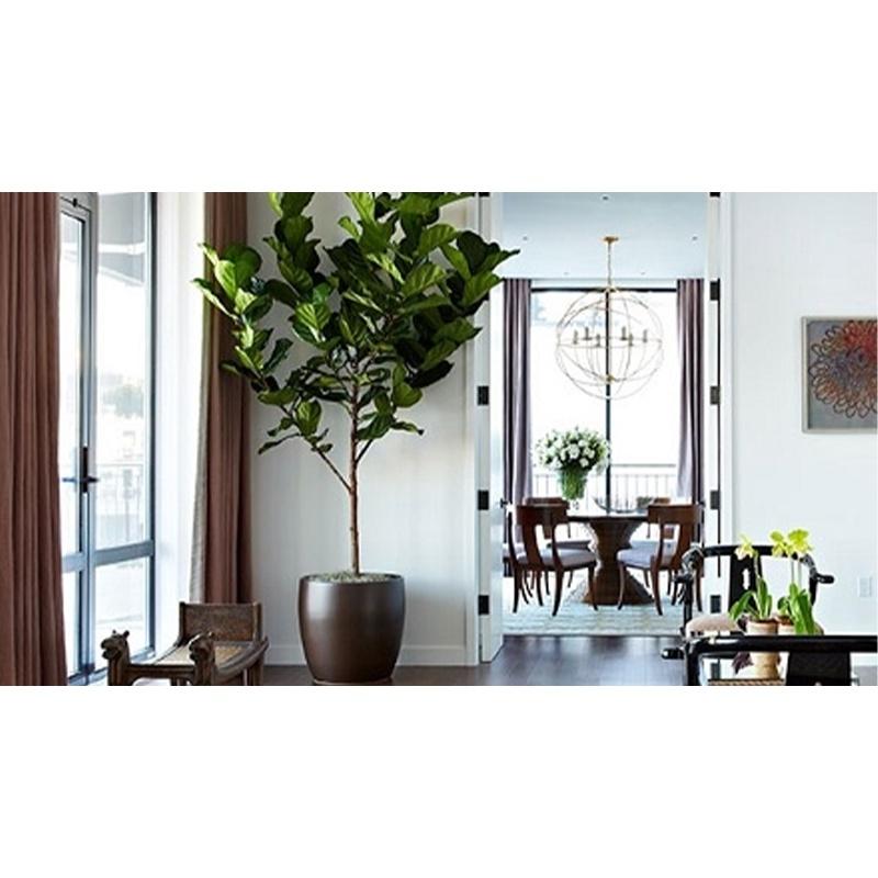 CÂY GIỐNG BÀNG SINGAPORE *