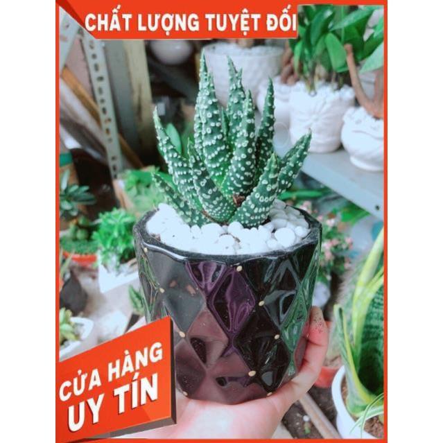Chậu Xương Rồng Móng Rồng
