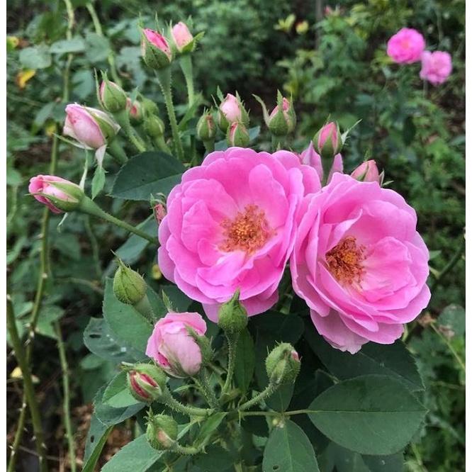 Cây hoa hồng cổ Son môi, dòng hoa cổ thơm nhất VN