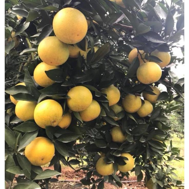 CÂY GIỐNG CAM VINH  SIÊU NGON SIÊU QUẢ- CAM KÊT GIỐNG CHUẨN F1 + Tặng 01 cây dâu da đất