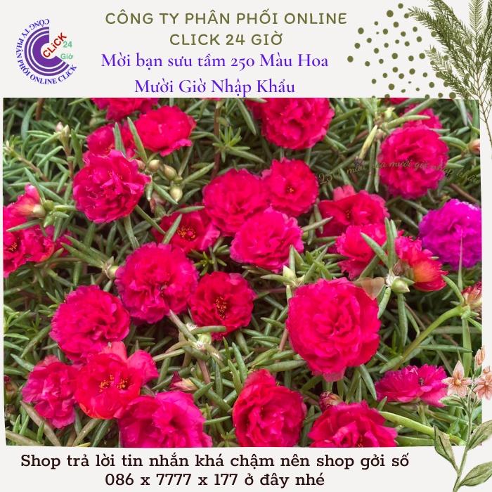 1 Ký Cành Giống Hoa Mười Giờ Thái Kép Màu Đỏ Yên Chi Siêu Đẹp Lạ Hoa Mười Giờ Bonsai & Phụ Kiện