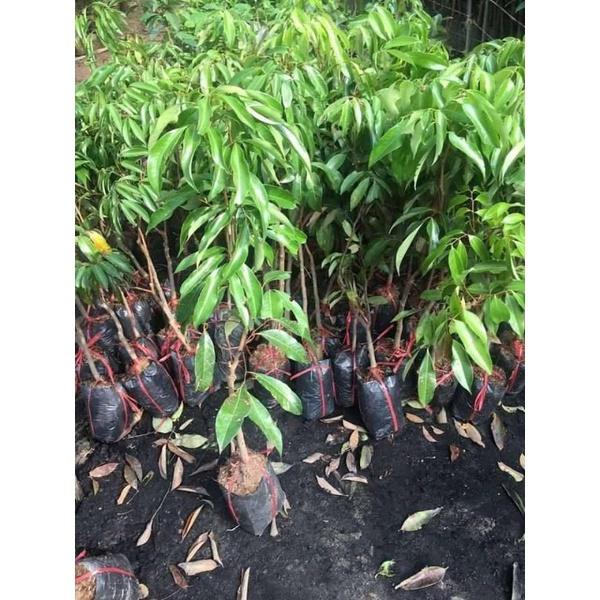 CÂY GIỐNG VẢI KHÔNG HẠT SIÊU SỚM