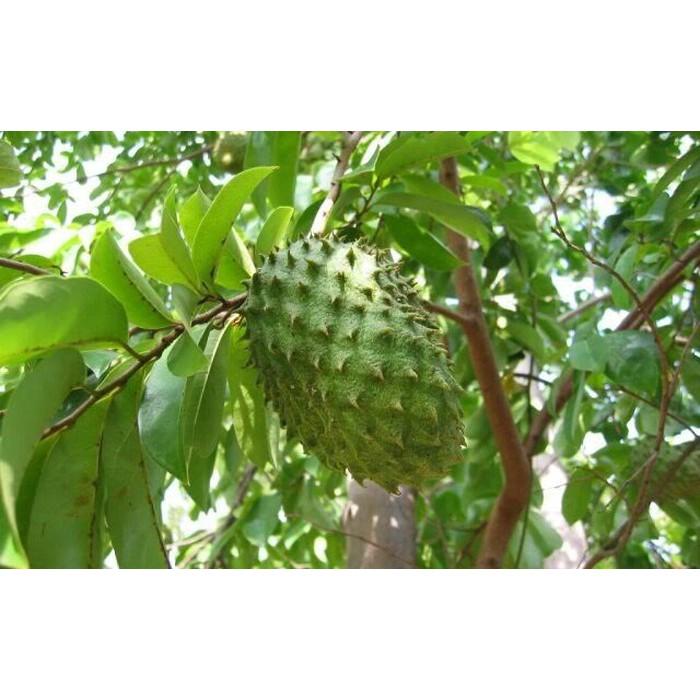 TẶNG 1 GÓI P.BÓN_COMBO 5 CÂY GIỐNG MÃNG CẦU XIÊM 145K