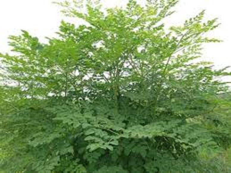 Cây chùm ngây, cây chùm ngây ăn lá  cao từ 0,8m trở lên, hàng chất lượng đặc sản Phú Thọ