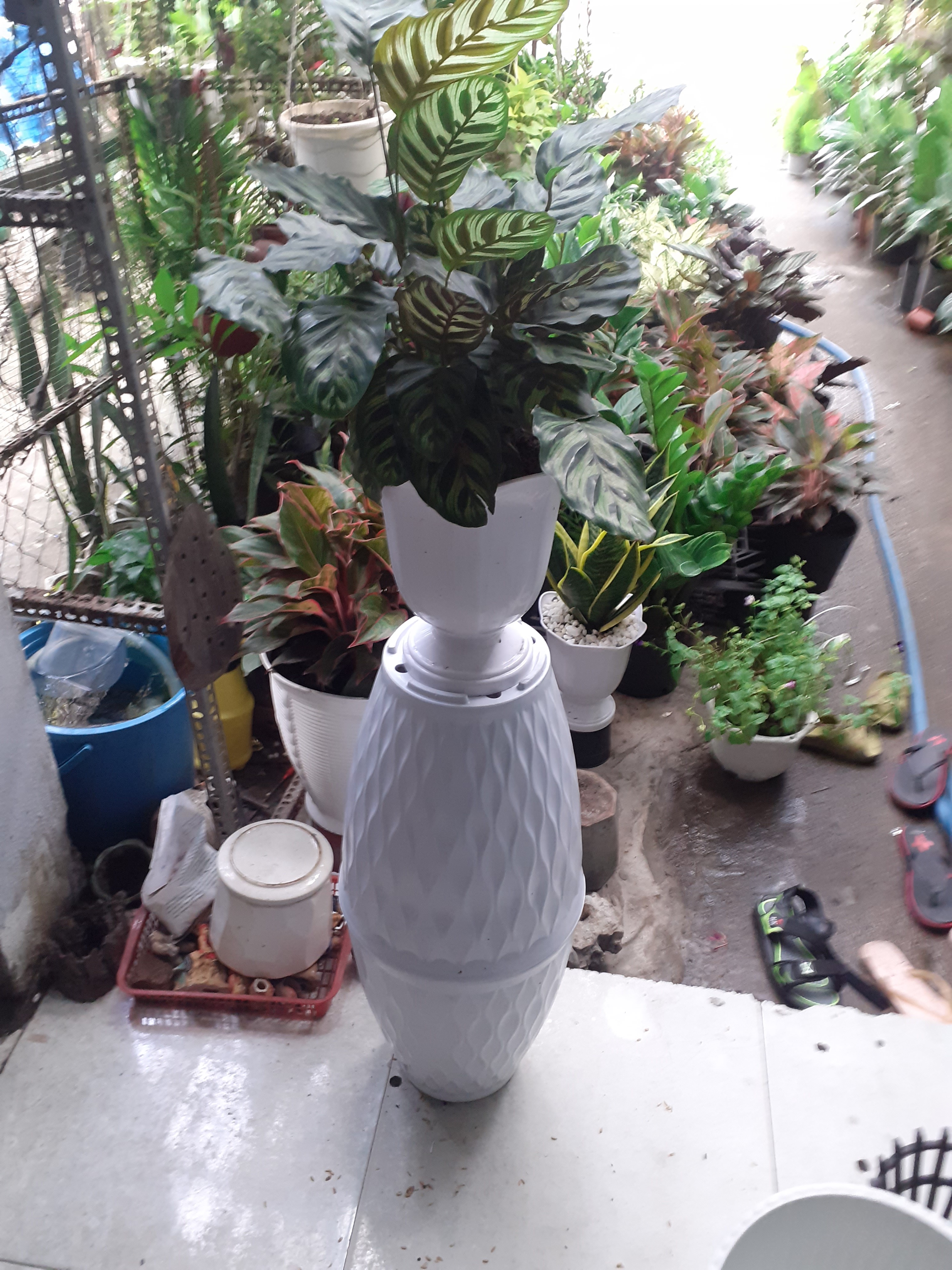 Combo 2 chậu mủ dày trồng kiểng vân sóng siêu đẹp, bền