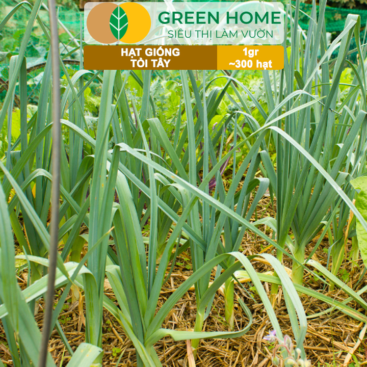 Hạt Giống Tỏi Tây GreenHome, Gói 1g~300 hạt, Giống Hành Baro, Dễ Trồng Quanh Năm, Kháng Bệnh Tốt G18
