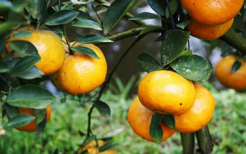 CÂY GIỐNG QUÝT ĐƯỜNG THÁI LAN KHÔNG HẠT .