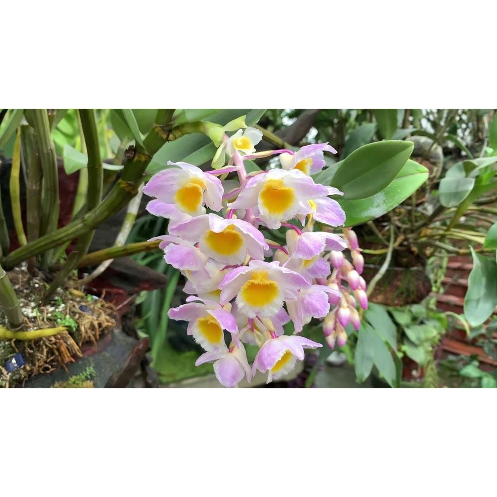 LAN KIỀU TRÒN hàng rừng hoa siêu đẹp, bán nguyên GIÒ