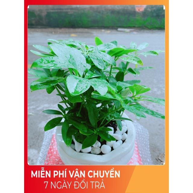 Chậu Cây Ngũ Gia Bì Để Bàn