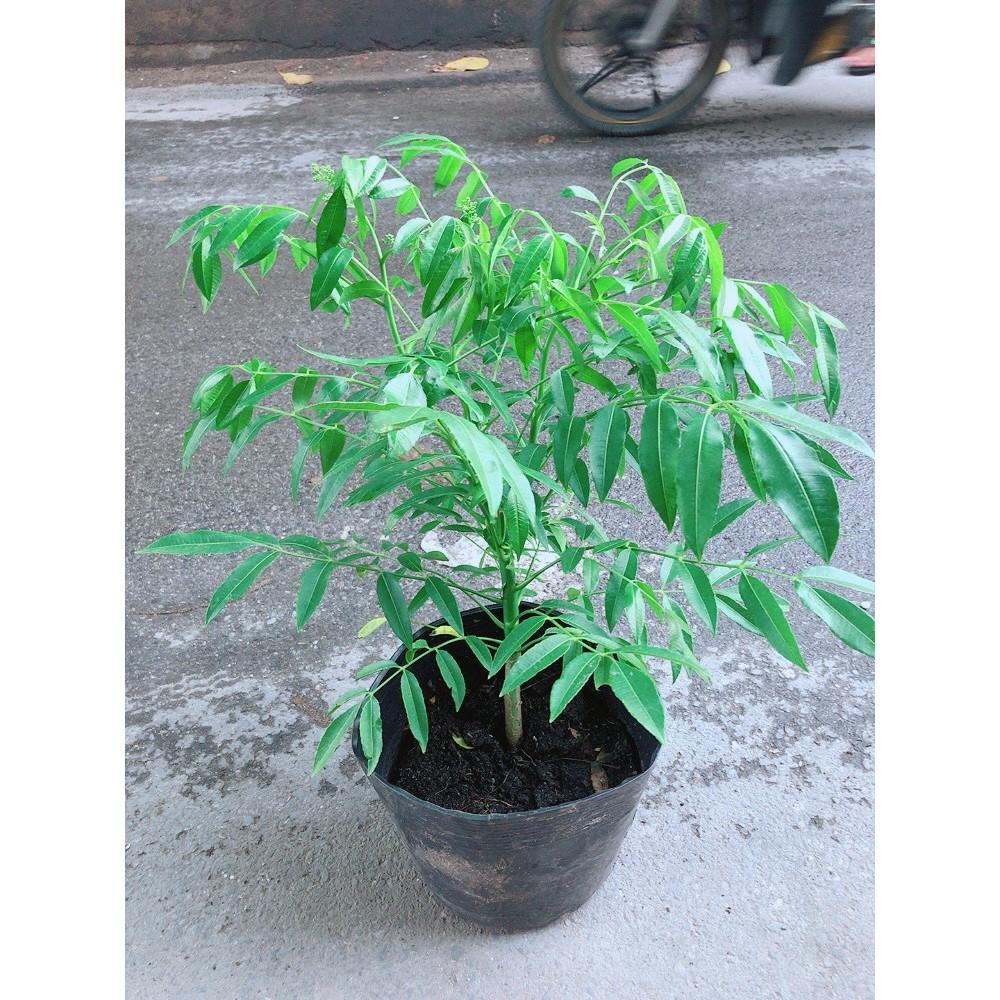 Cây Cóc Cây To Khỏe Dễ Sống