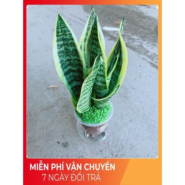 Chậu Lưỡi Hổ Thuỷ Sinh