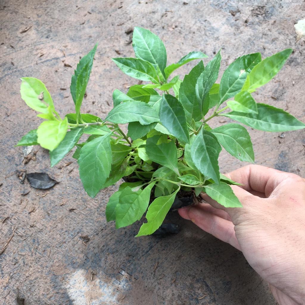 Cây Chuỗi Ngọc Nhiều Ngọn Trồng Sẵn Thích Hợp Trồng Đường Riềm,Công Trình