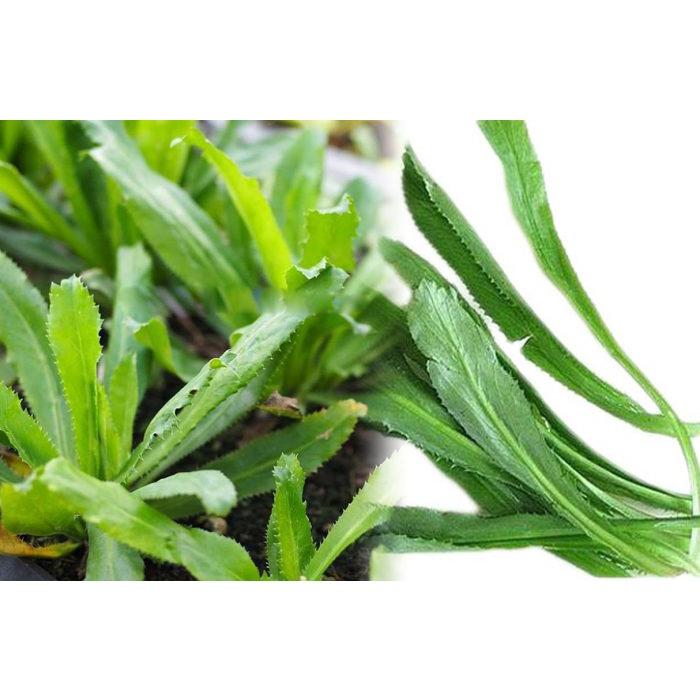 Hạt Giống Ngò Gai 2gr