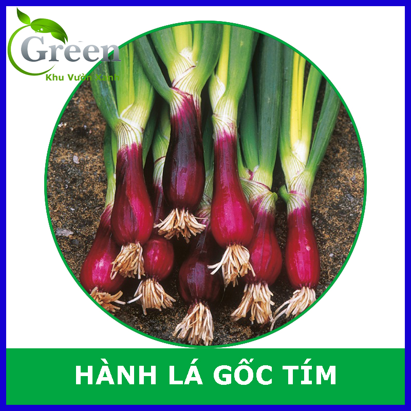 Hạt Giống Hành Lá Gốc Tím Dễ Trồng