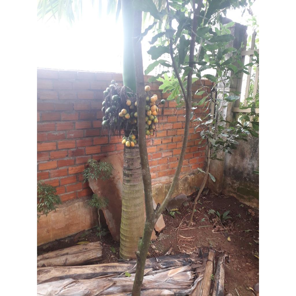 COMBO 10 CÂY GIỐNG CAU LAI
