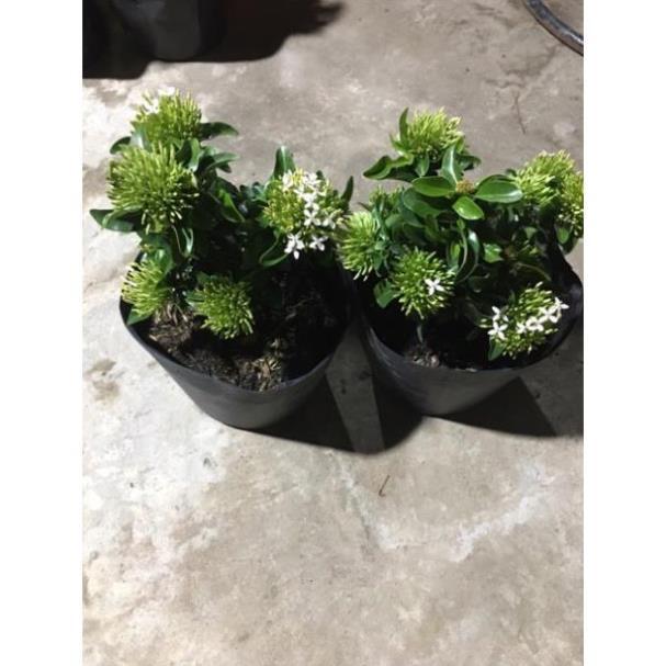 Hoa mẫu đơn màu trắng siêu hoa