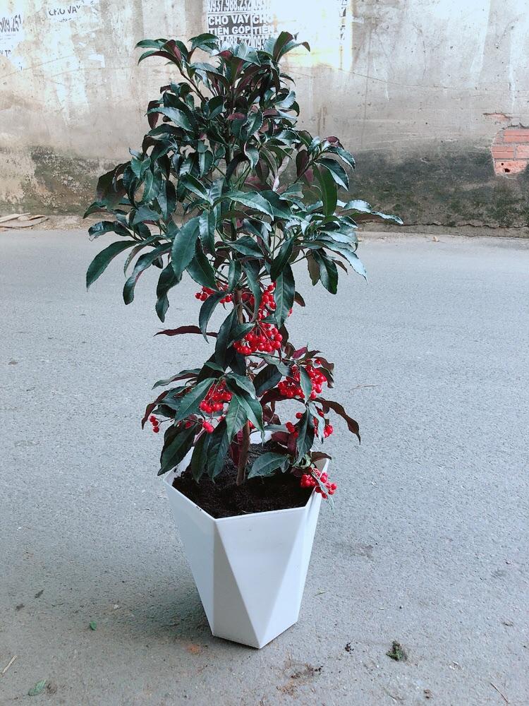 Chậu Cây Kim Ngân Lượng