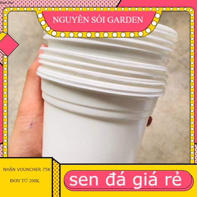 10 Chậu nhựa 10cm