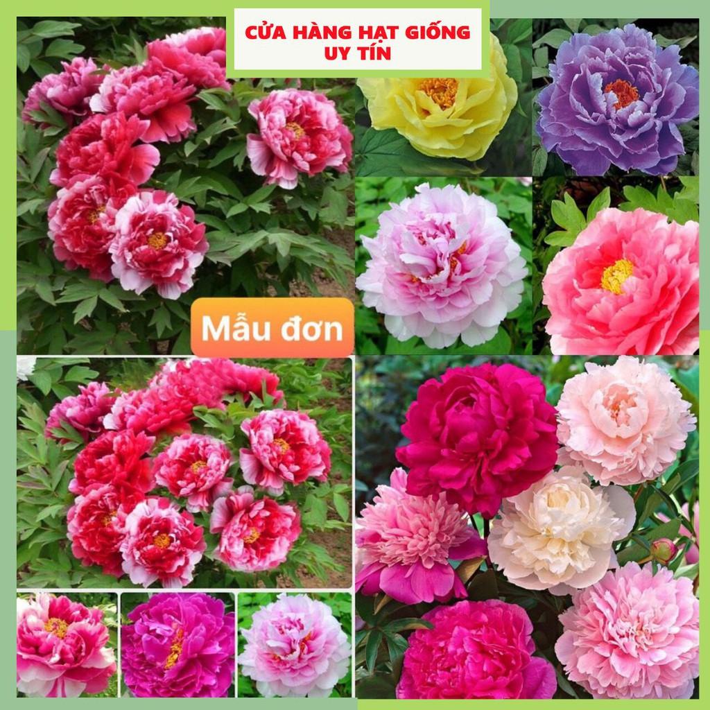 Hạt Giống Hoa Mẫu Đơn F1 Hoa Nở Siêu Đẹp & Dễ Trồng có Tặng kèm hướng dẫn