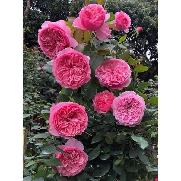 Hoa hồng ngoại Carey Rose - hoa to, hoa thơm