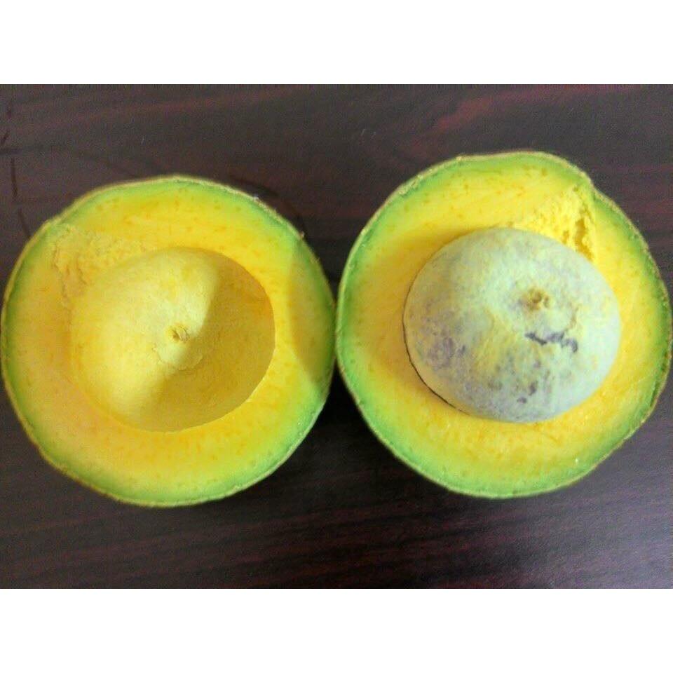 Cây giống bơ sáp