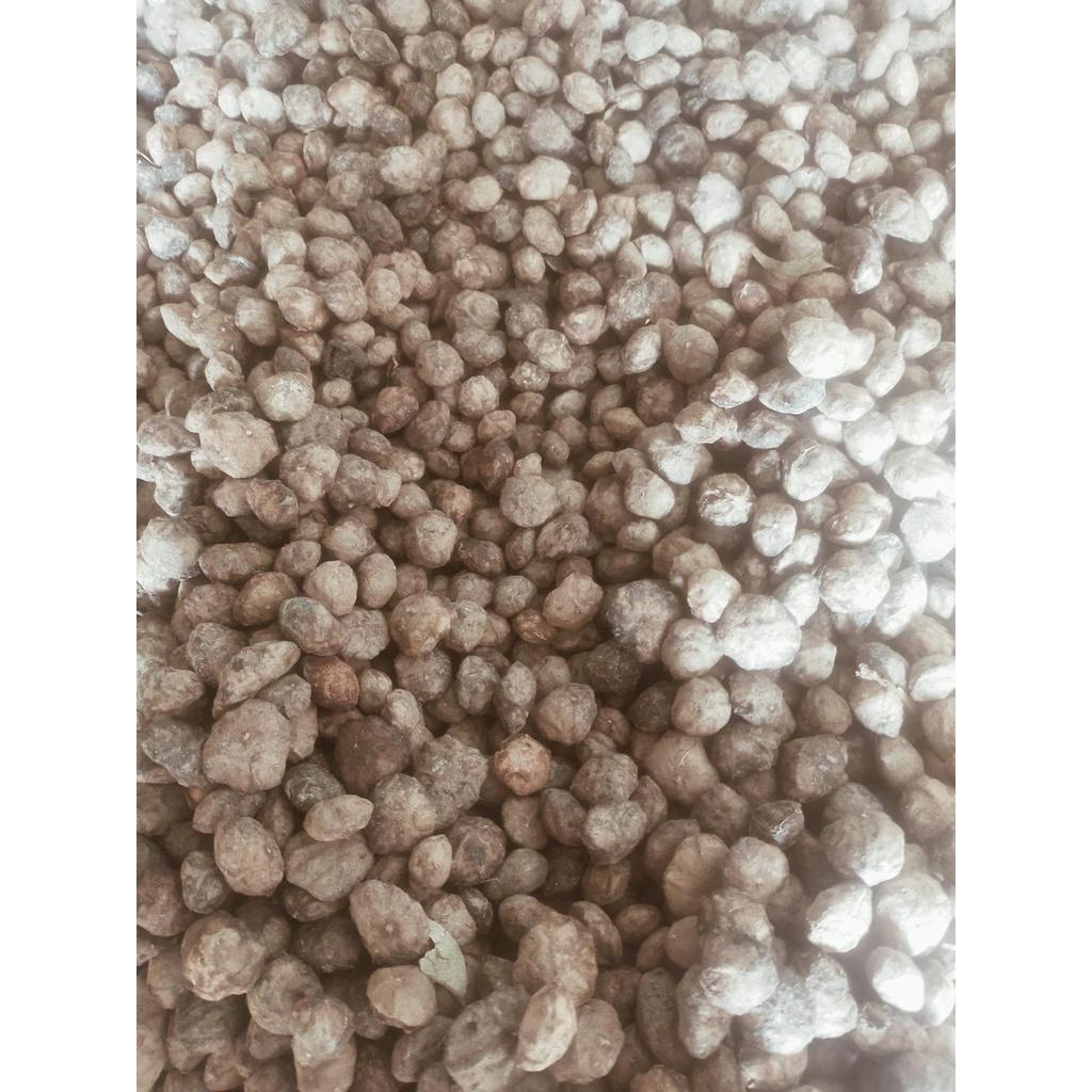 100 gram hạt sấu giống