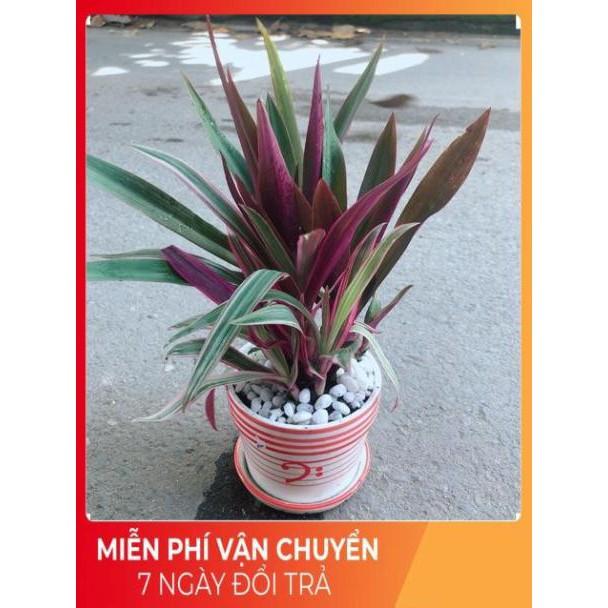 Chậu Cây Bảy Sắc Cầu Vòng