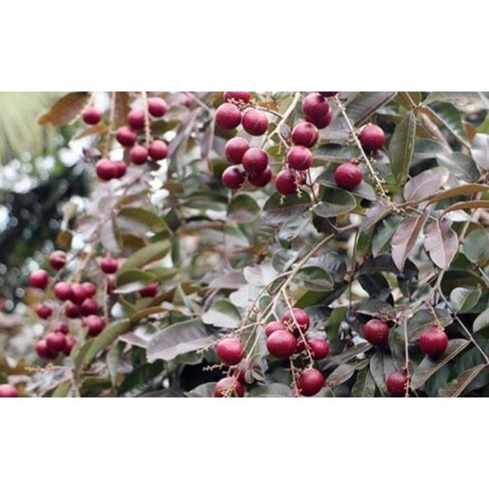 CÂY GIỐNG NHÃN TÍM SIÊU QUẢ SIÊU KINH TẾ