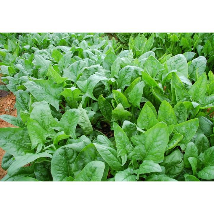 20gr hạt giống Cải Bó xôi rau chân vịt