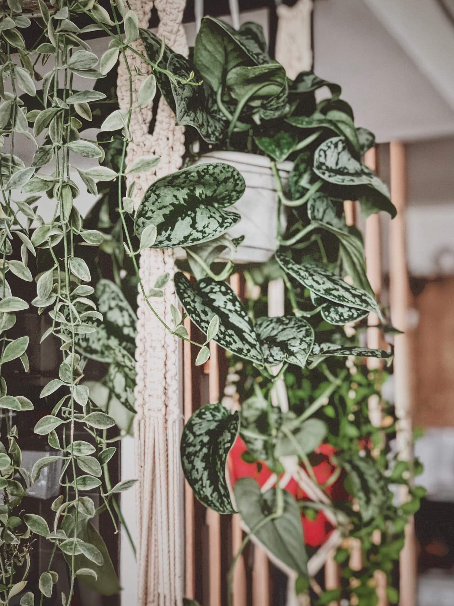 Trầu Bà Lụa Chậu Treo