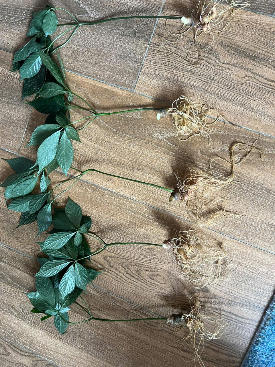 cây sâm ngọc linh núi Nam Trà My