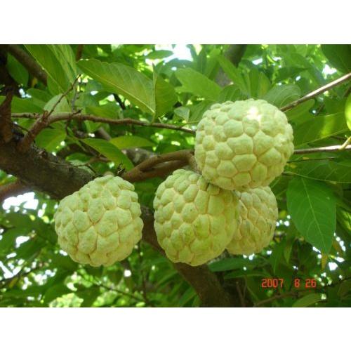Cây giống na dai thơm ngon trái to