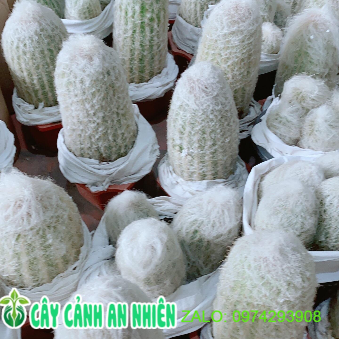 Xương Rồng Bụi