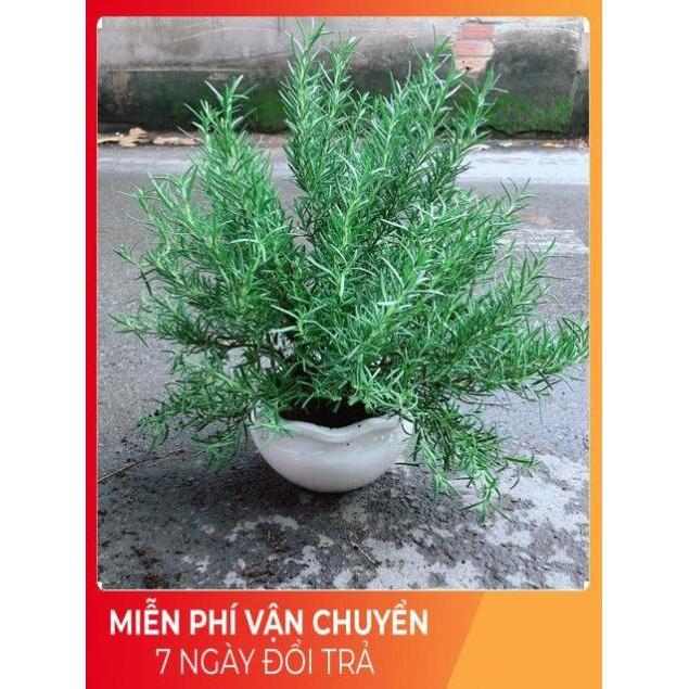 Chậu Hương Thảo Lớn